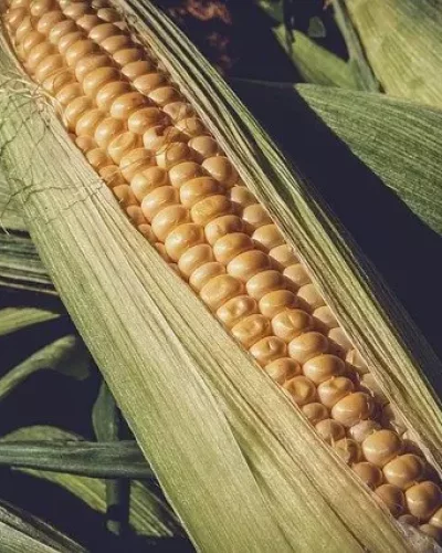 Bible Changes Community - Crying Over Corn