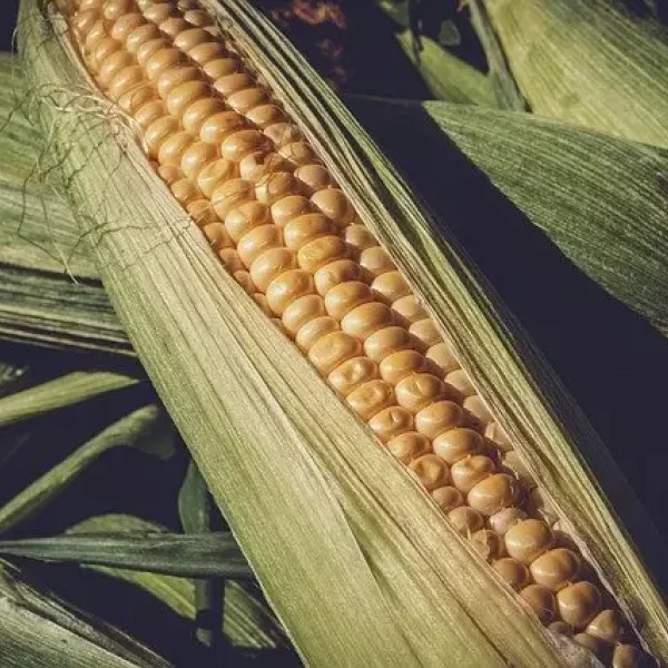 Bible Changes Community - Crying Over Corn