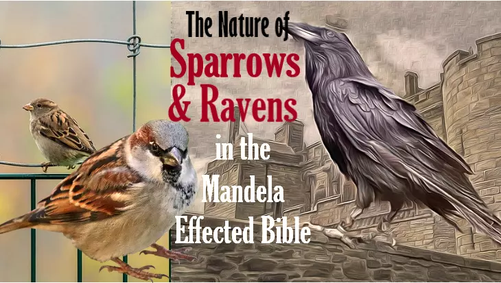 the nature of sparrows and ravens in a mandela effected bible
