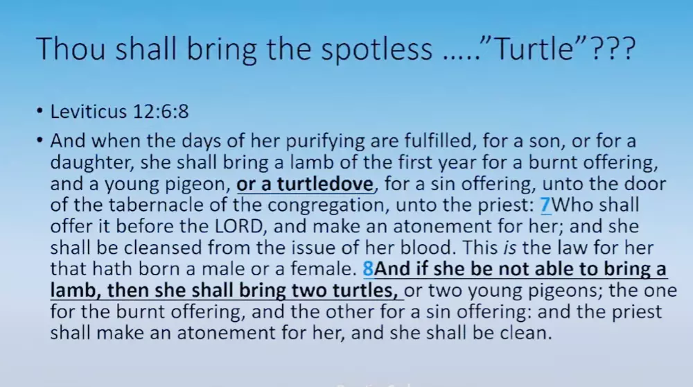 TURTLE IN BIBLE