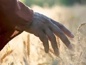 Image from Bible Images website under “Picking Ears of Corn on the Sabbath”