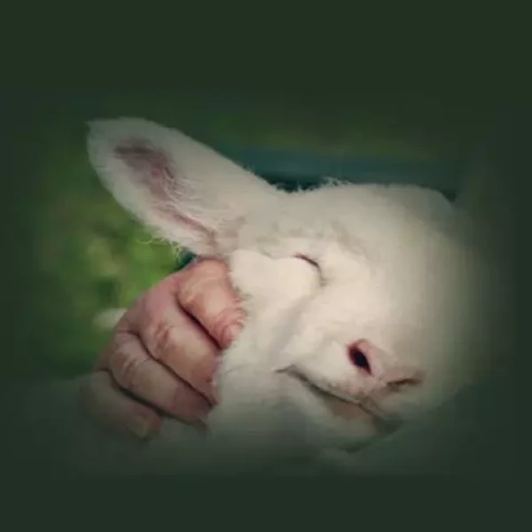 The Good Shepherd is There for the Rejected and Down Trodden
