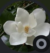 PandaAddict sees the mandela effect and the supernatural bible changes!